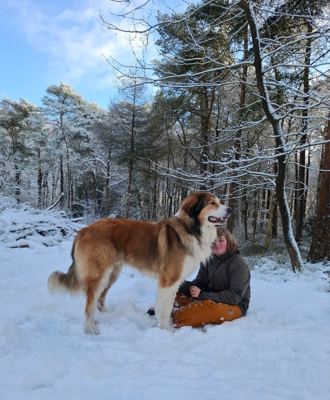Pyreneese berghond / leonberger reu ter dekking, Dieren en Toebehoren, Reu, 1 tot 2 jaar, Eén hond, Nederland