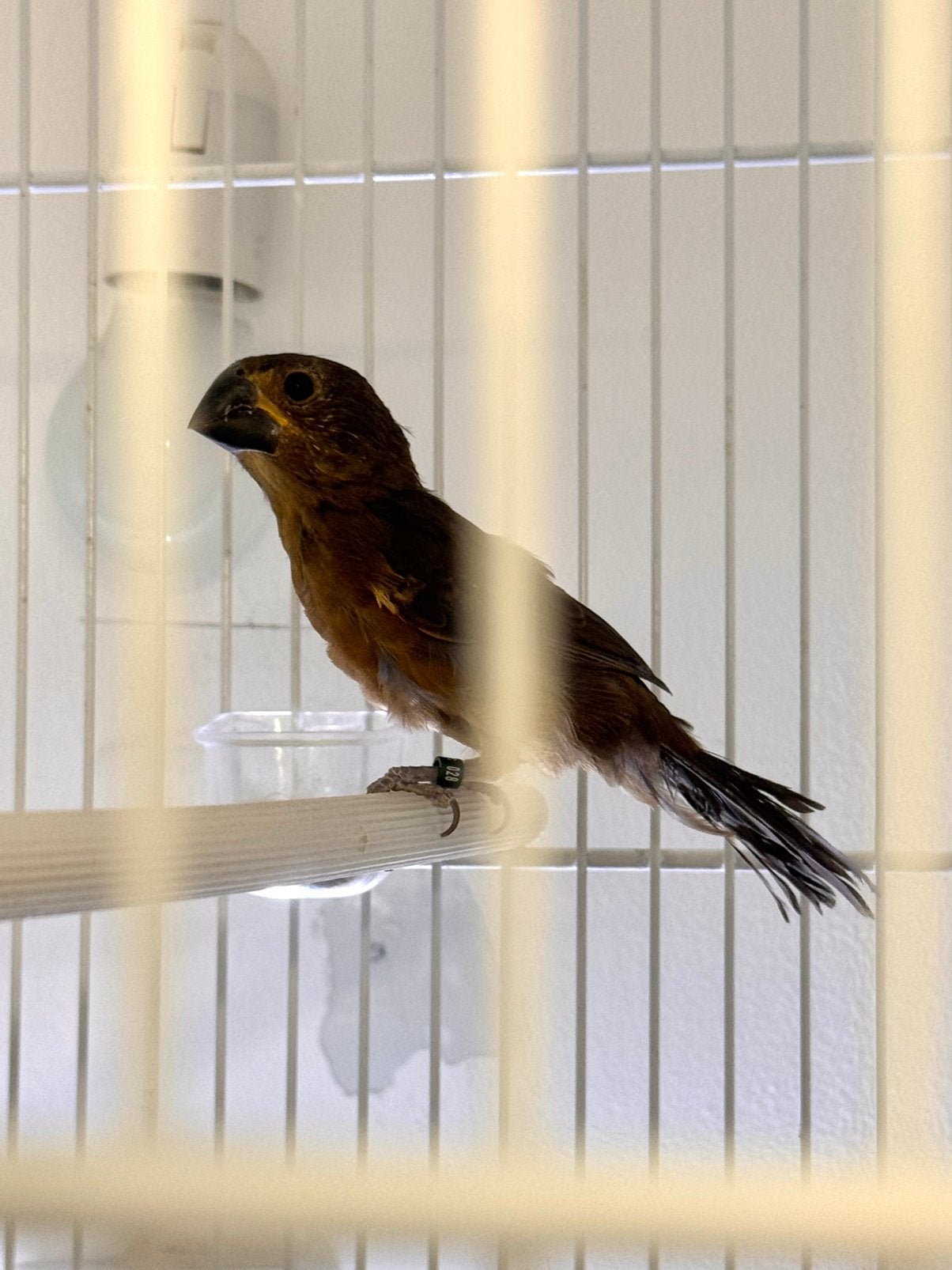 Twatwa  Pop, Mannelijk, Tropenvogel, Geringd