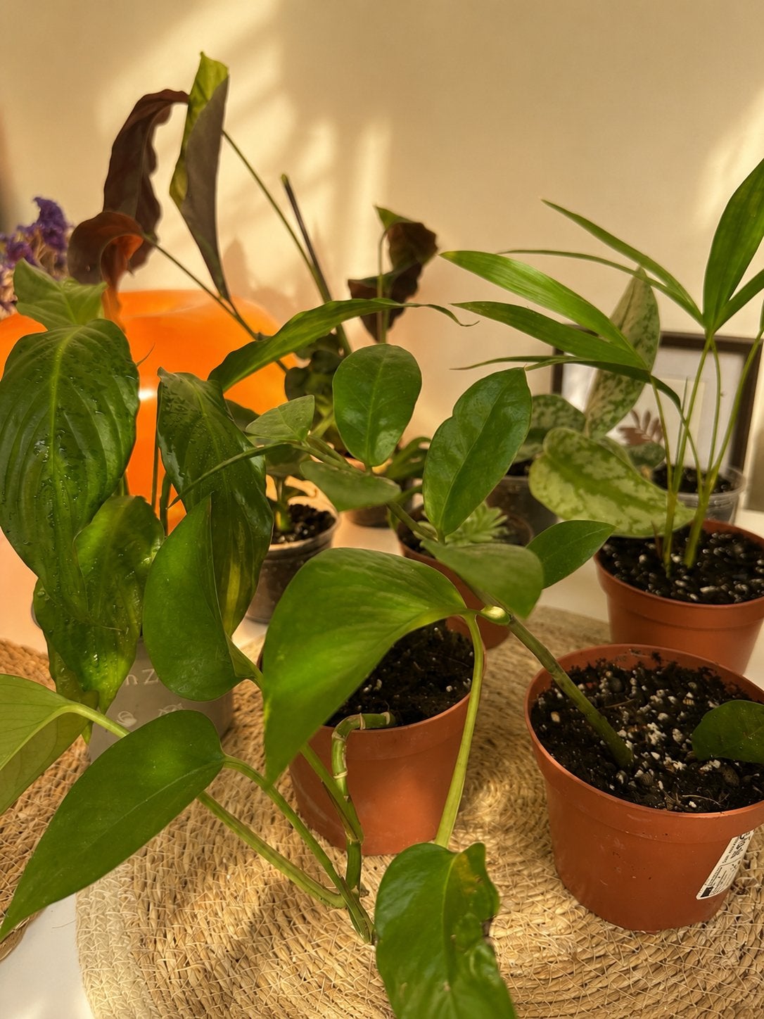 Pakket van 9 jonge kamerplanten voor 15€, Huis en Inrichting, Kamerplanten, Minder dan 100 cm, Halfschaduw, Ophalen of Verzenden