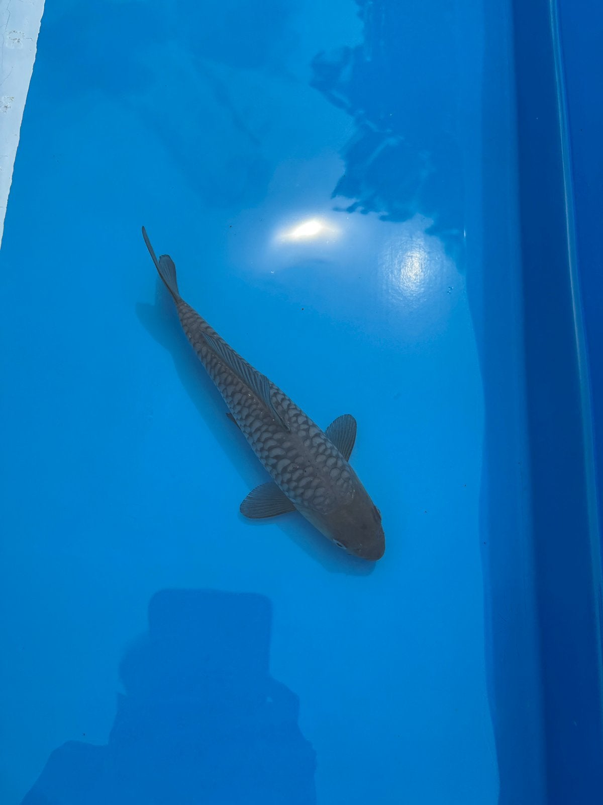 UNIEK: HQ Arugoke Soragoi Tosai, Dieren en Toebehoren, Karper of Koi
