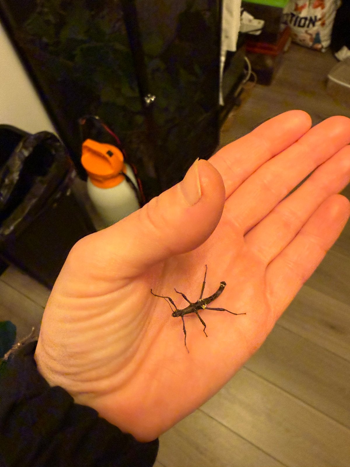 Sugnata inexpecta nimfen