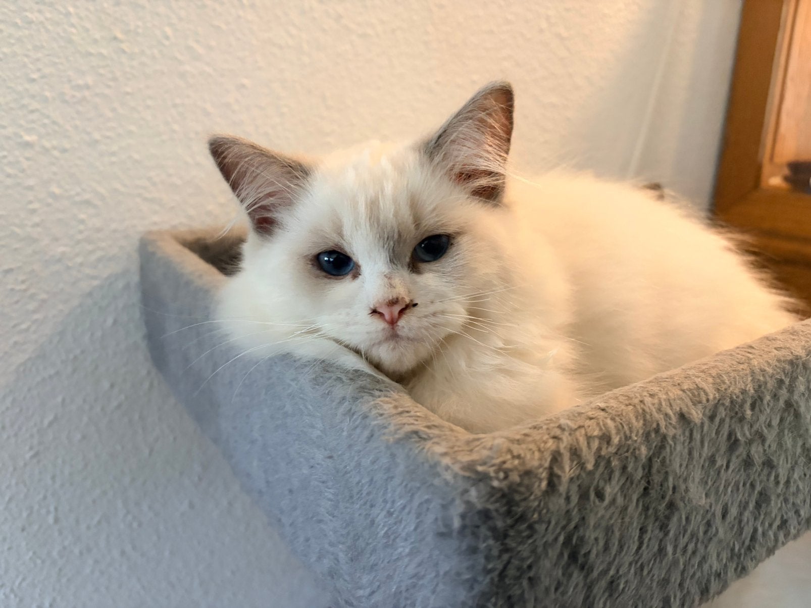 Lieve 100% Ragdoll kittens, nog 1 poesje!, Meerdere dieren, Ontwormd, 0 tot 2 jaar