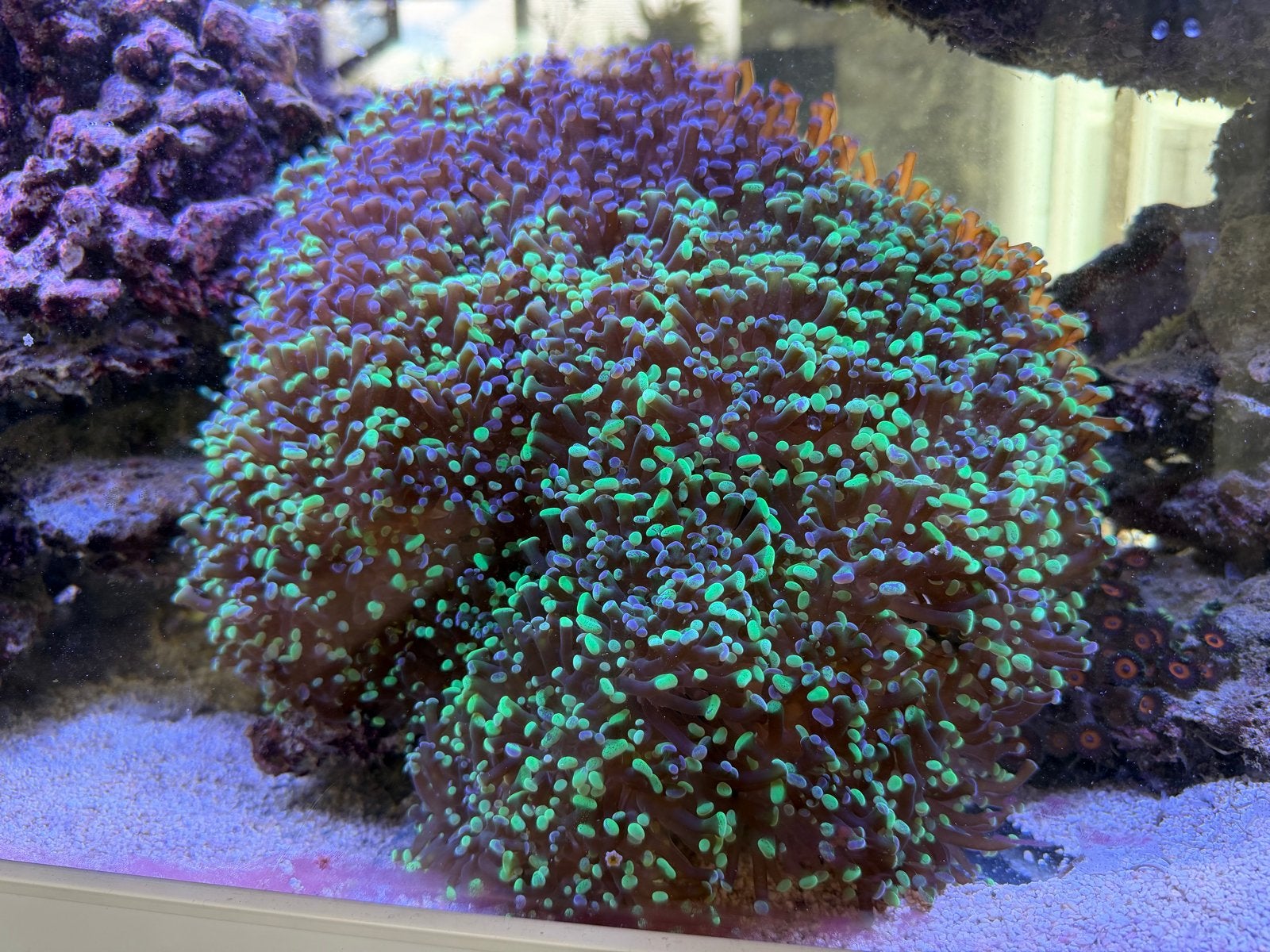 Euphyllia Paraancora Ultra (Groen/Paars), Overige typen, Zoutwatervis