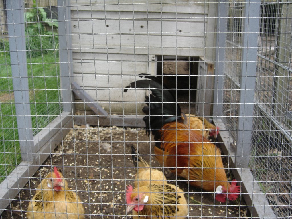 holl. kriel buff columbia, Dieren en Toebehoren, Pluimvee, Meerdere dieren, Kip