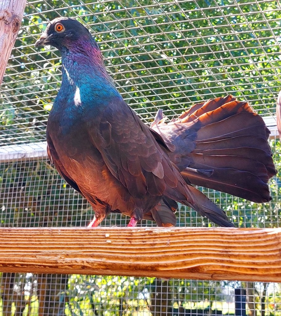 5 Pauwstaarten, Dieren en Toebehoren, Vogels | Duiven, Meerdere dieren, Overige soorten
