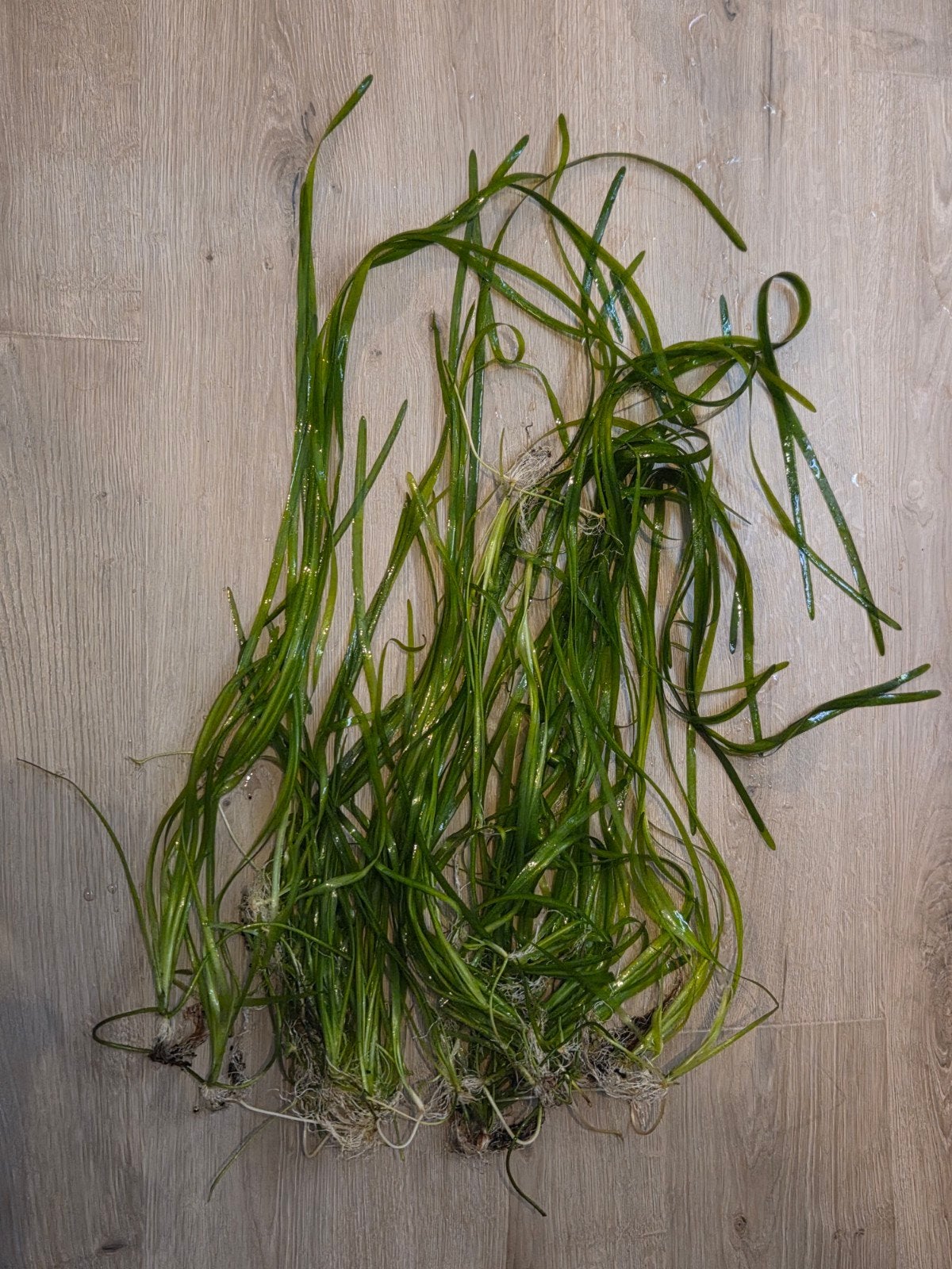 Vallisneria Spiralis aquarium plant stekken, Ophalen, Nieuw, Plant(en), Steen of Hout