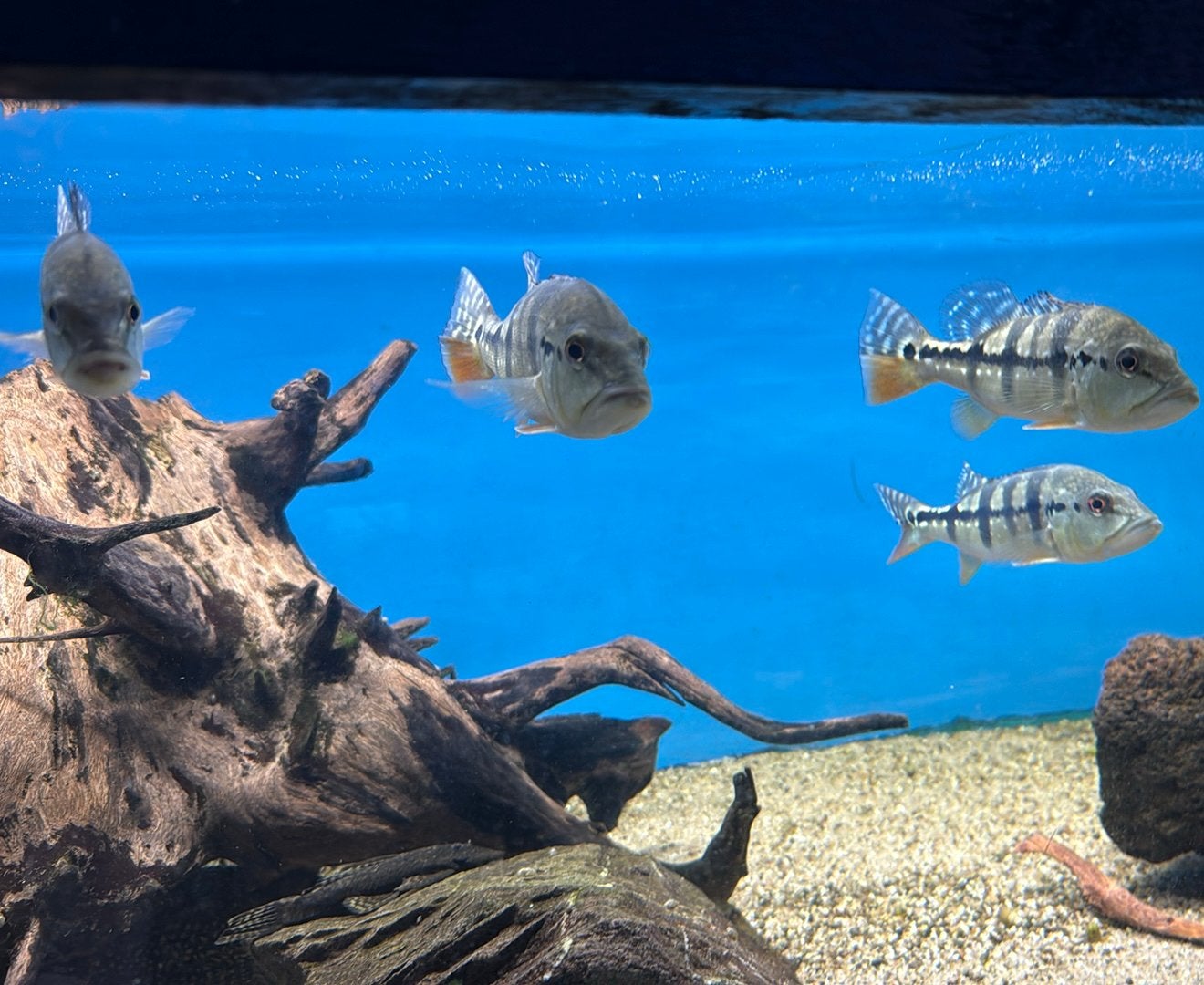 Cichla Kelberi, Melaniae en Orinocensis, Vis