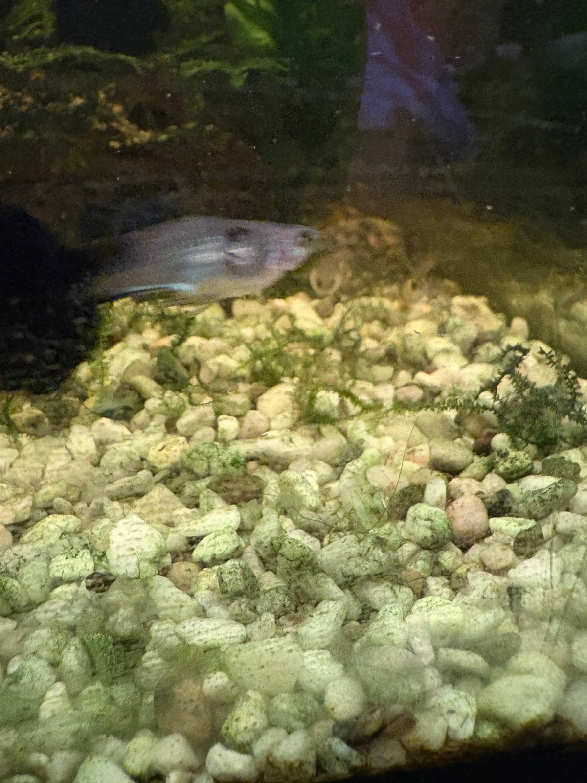 Gratis guppy’s max. 5 pp, Dieren en Toebehoren, Vis