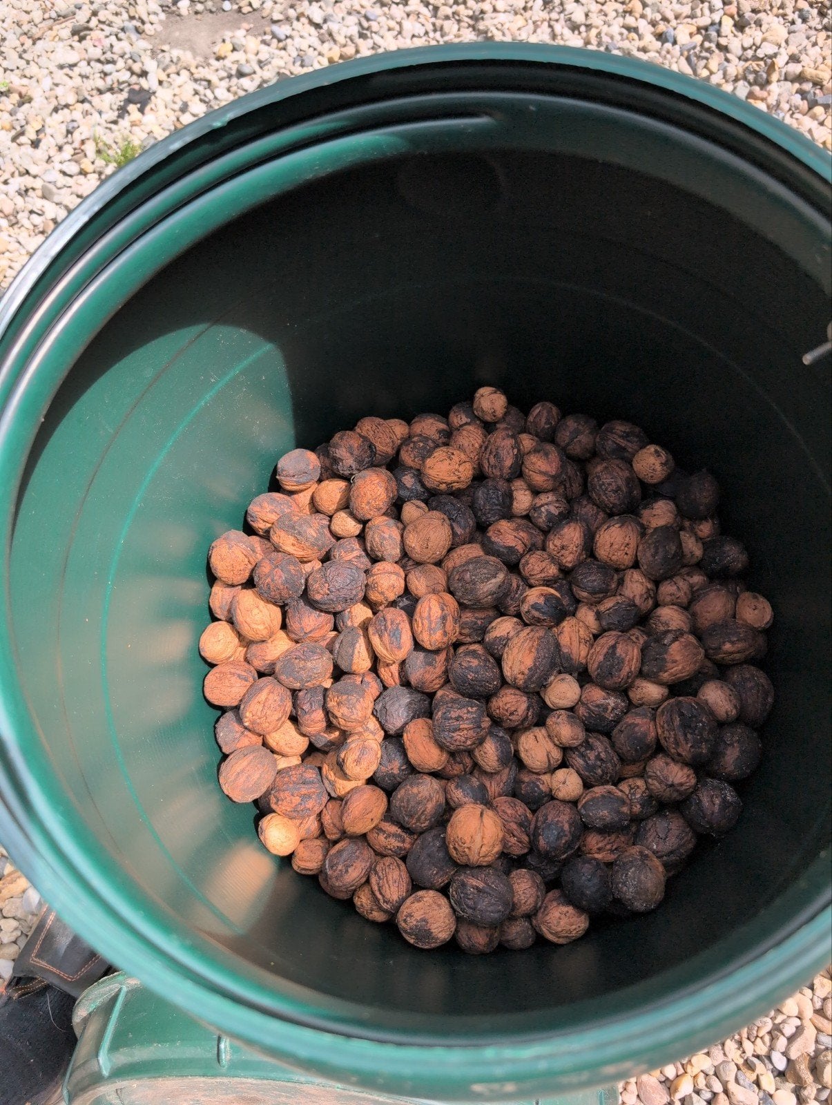 Walnoten ongewassen wel gedroogd ca 10 kg 2025, Diversen, Ophalen