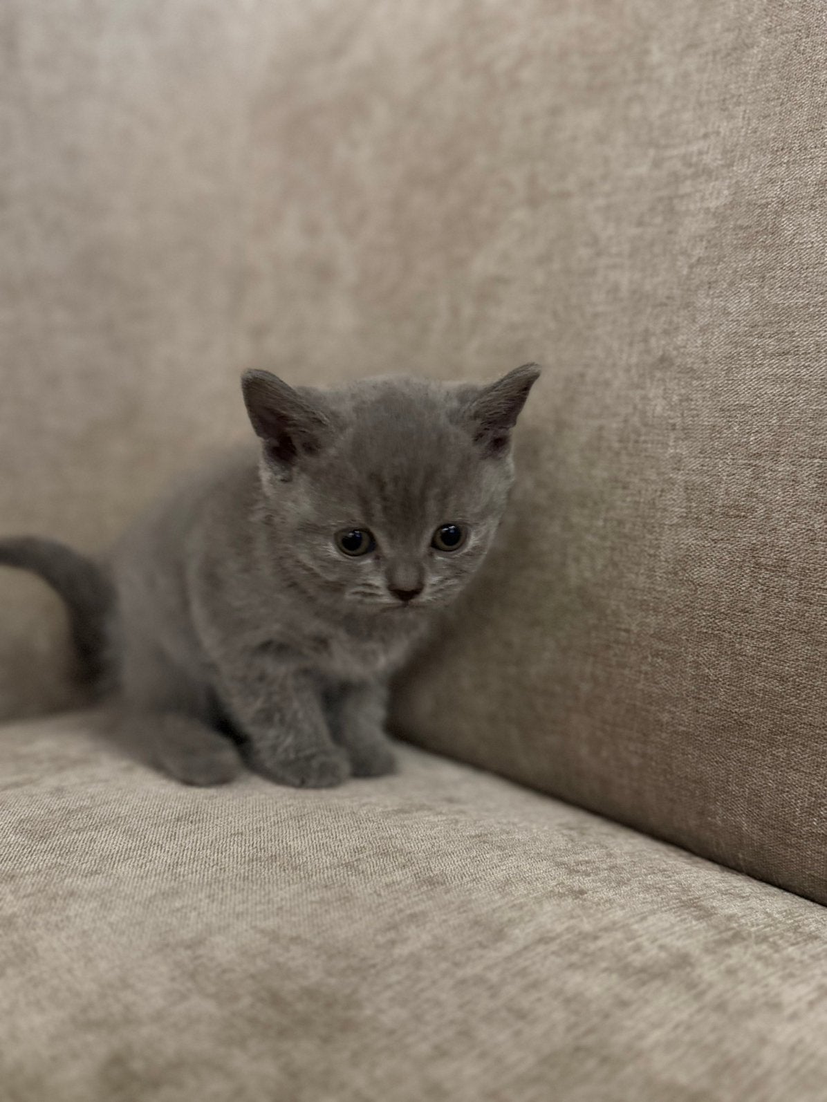 BRITSE KORTHAAR KITTEN (LAATSTE POESJE), Dieren en Toebehoren, Meerdere dieren