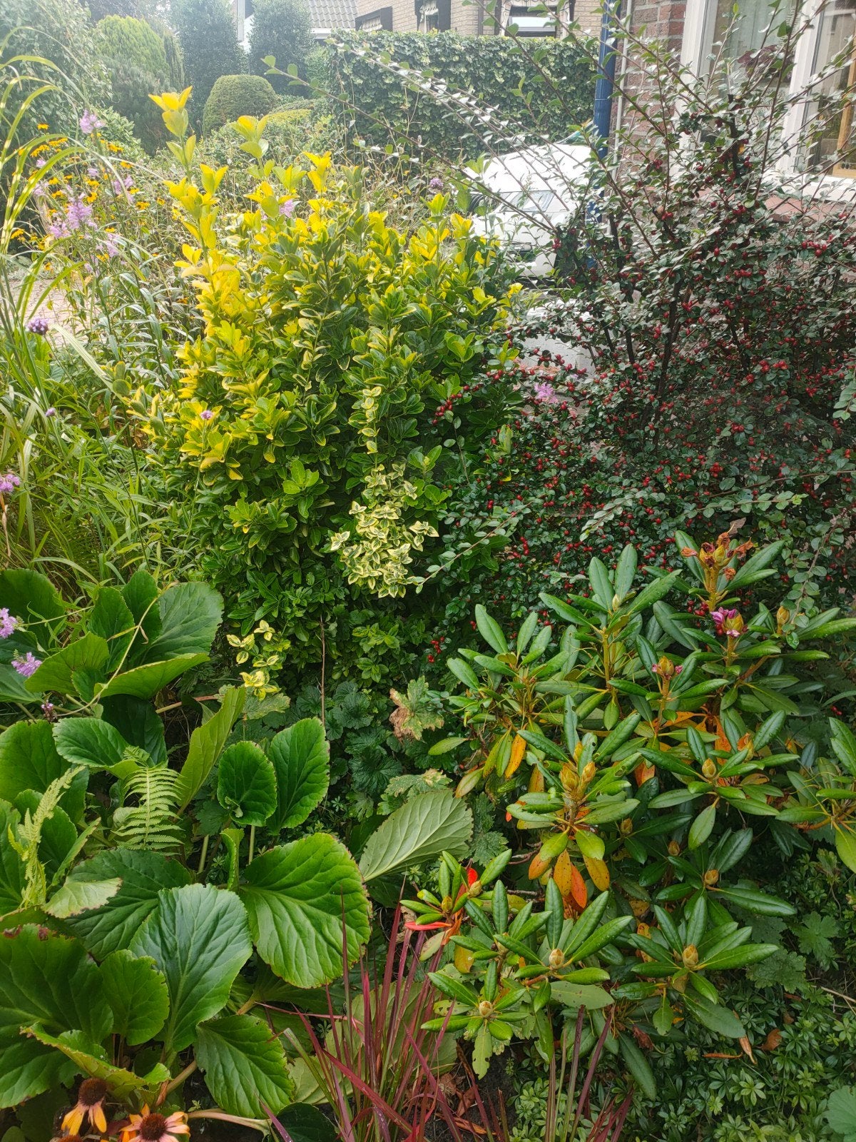gulden roede, Tuin en Terras, Planten | Tuinplanten, Volle zon, Vaste plant, Zomer, Ophalen