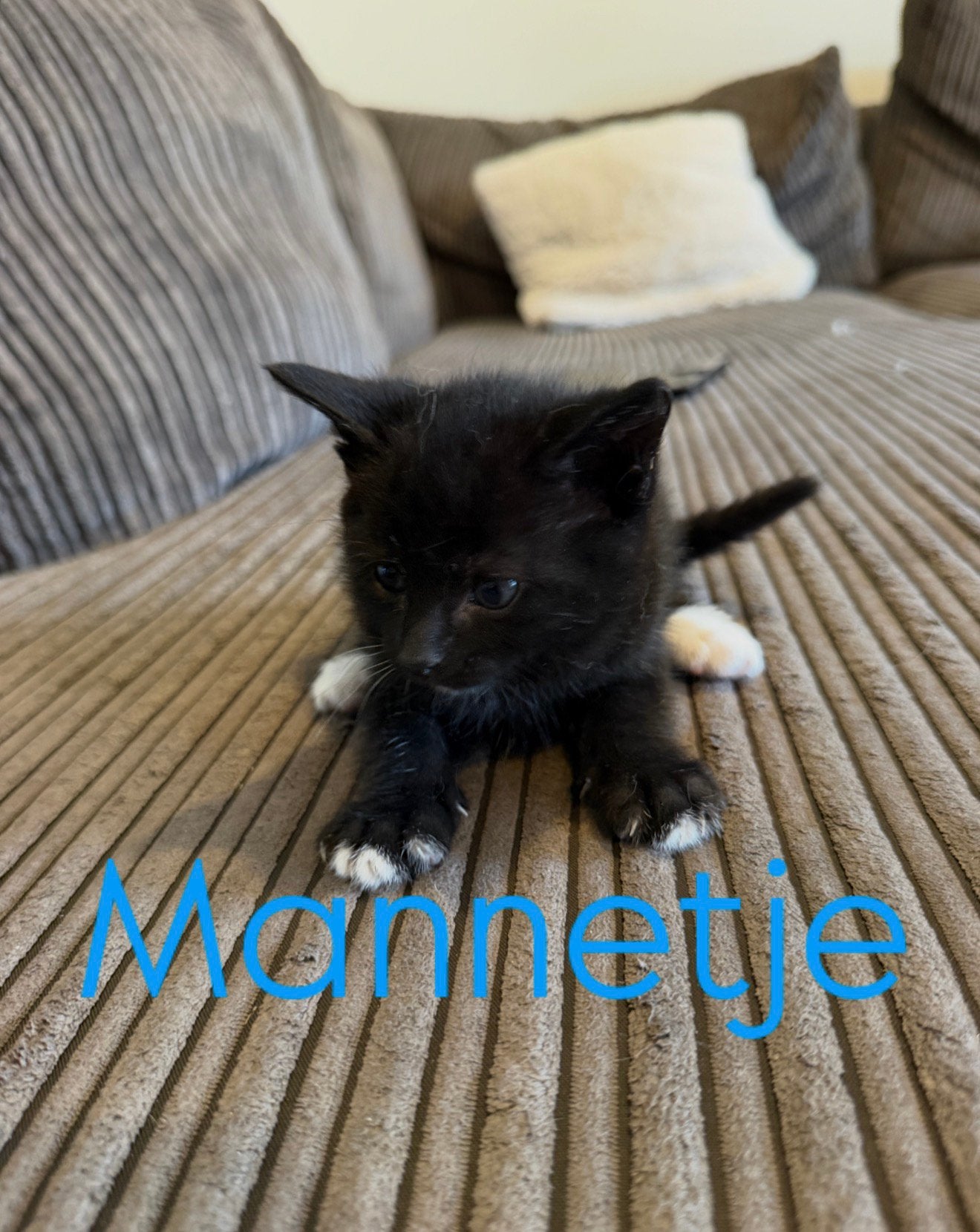1 kater & 1 poes | 7 kittens zoeken nieuw thuis | 20 juni, Dieren en Toebehoren, Katten en Kittens | Raskatten | Korthaar, Meerdere dieren