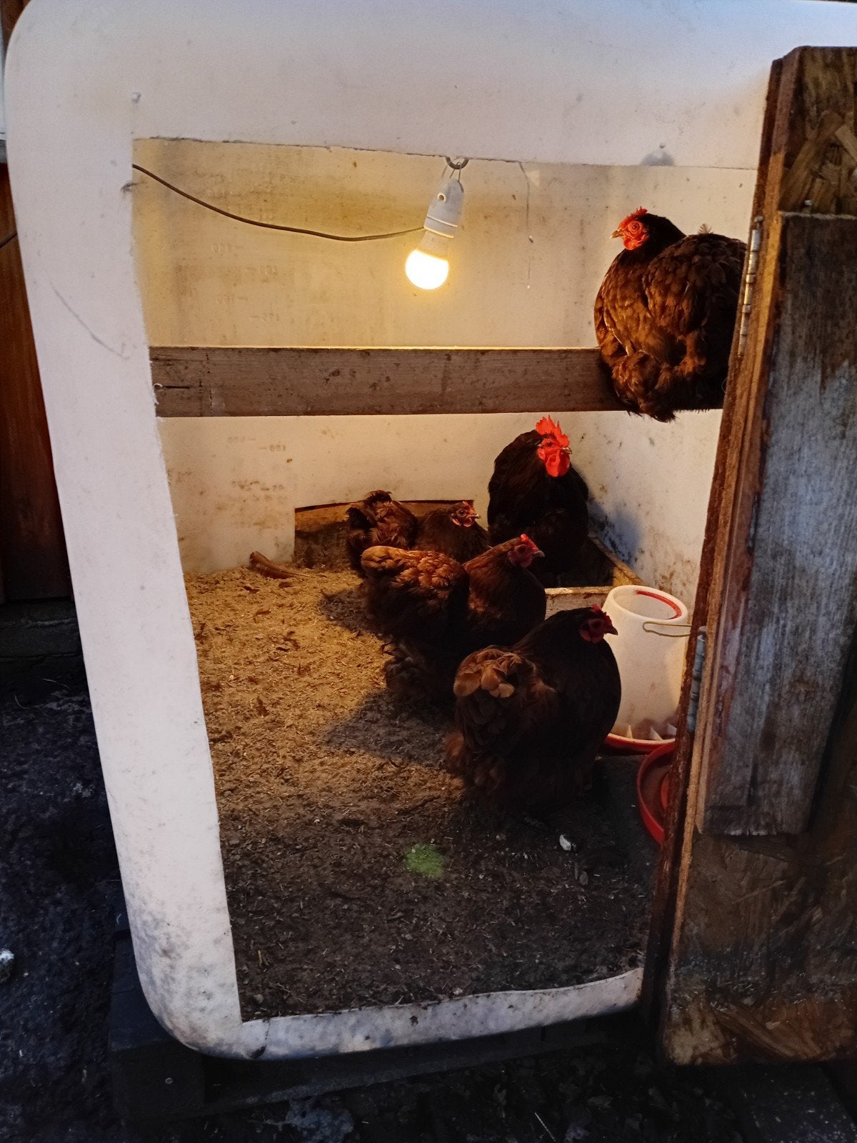 orpington choco kriel kippen 

Ik he, Meerdere dieren, Kip