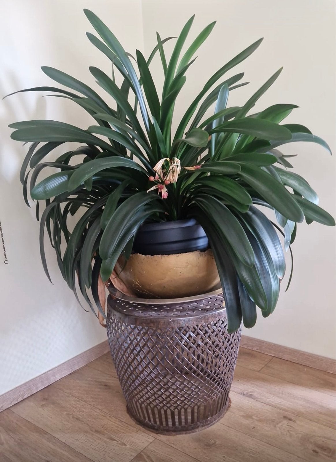 Clivia miniata - Oranje Kafferlelie in pot, Huis en Inrichting, Kamerplanten, Ophalen, Overige soorten, Halfschaduw, In pot