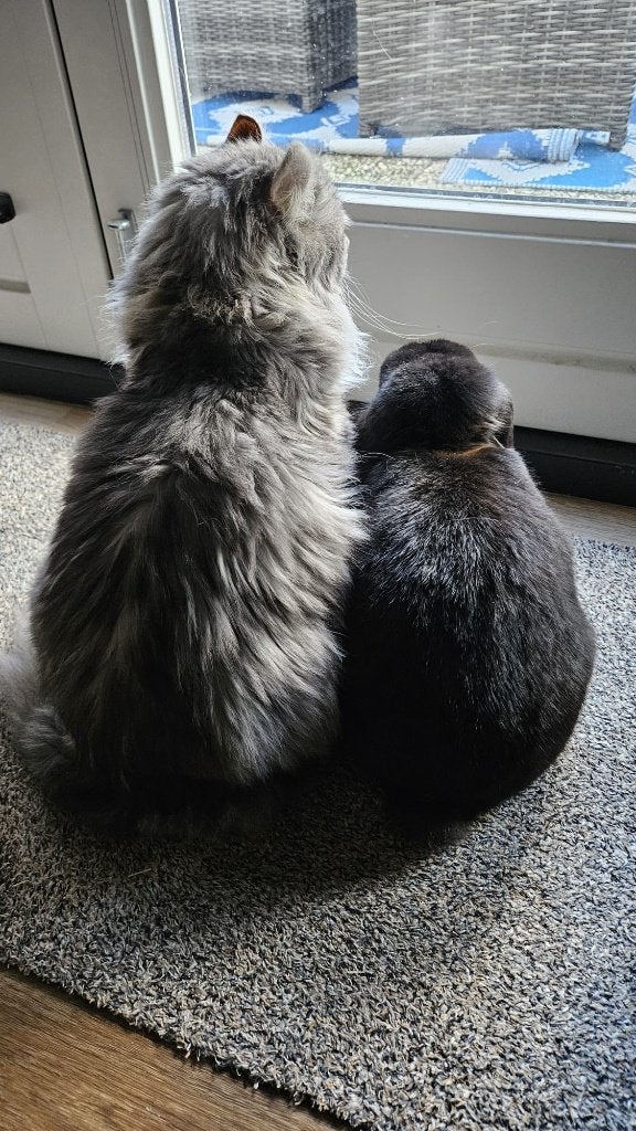 konijnenkoppel zoekt samen een fijn nieuw thuis, Meerdere dieren, Middelgroot, Hangoor
