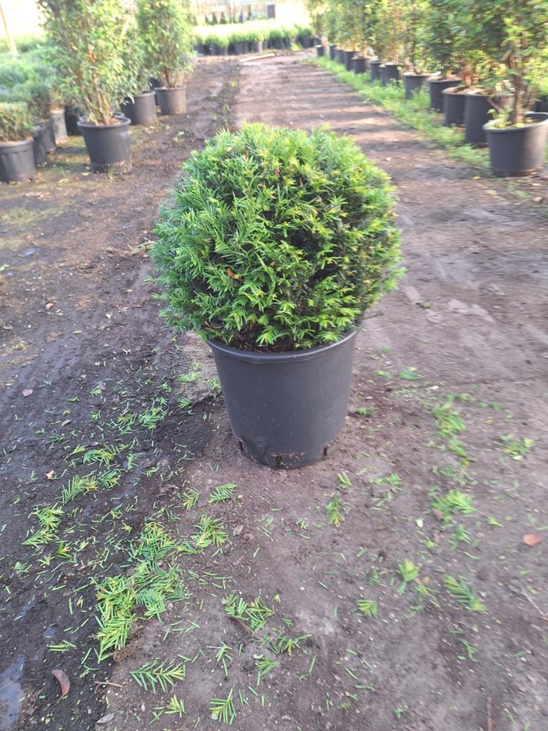 Taxus bol - Groenblijvende en winterharde plant, Ophalen, Bloeit niet, Overige soorten, Volle zon