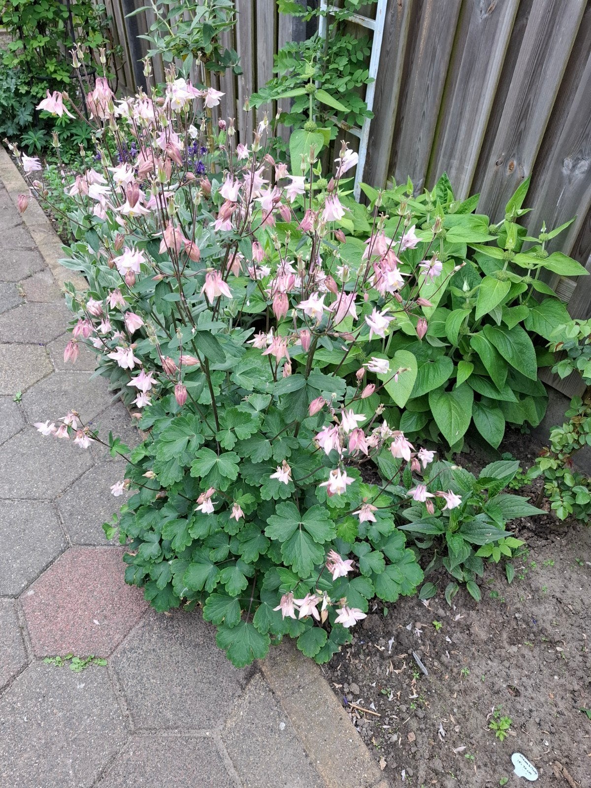 Akelei roze, Ophalen of Verzenden, Volle zon