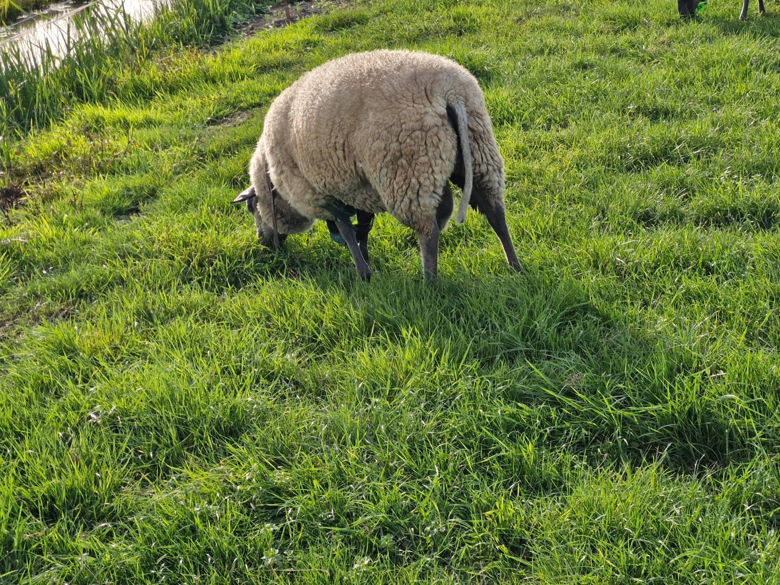 dekrammen, Mannelijk, Schaap