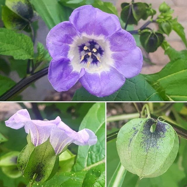 Eenjarige tuin/terras plantjes (niet er is er één jarig!), Ophalen of Verzenden, Eenjarig, Overige soorten, Halfschaduw