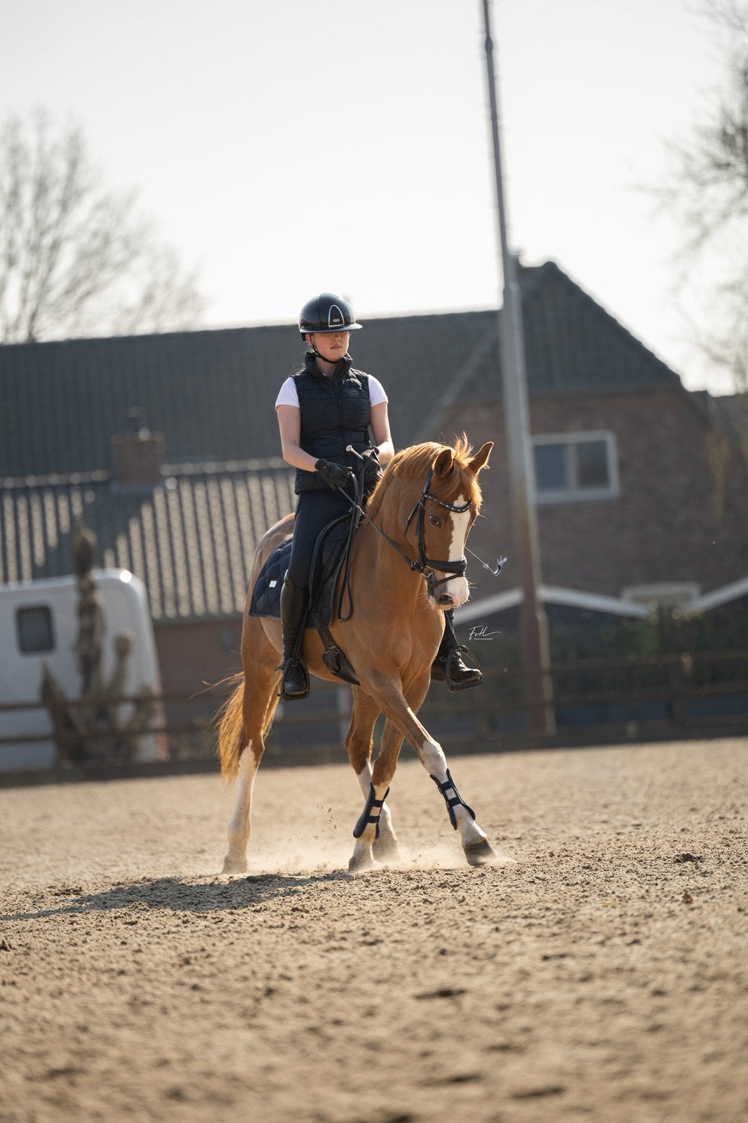 Super lieve E pony merrie, Z, Dressuurpony, 11 jaar of ouder, Merrie