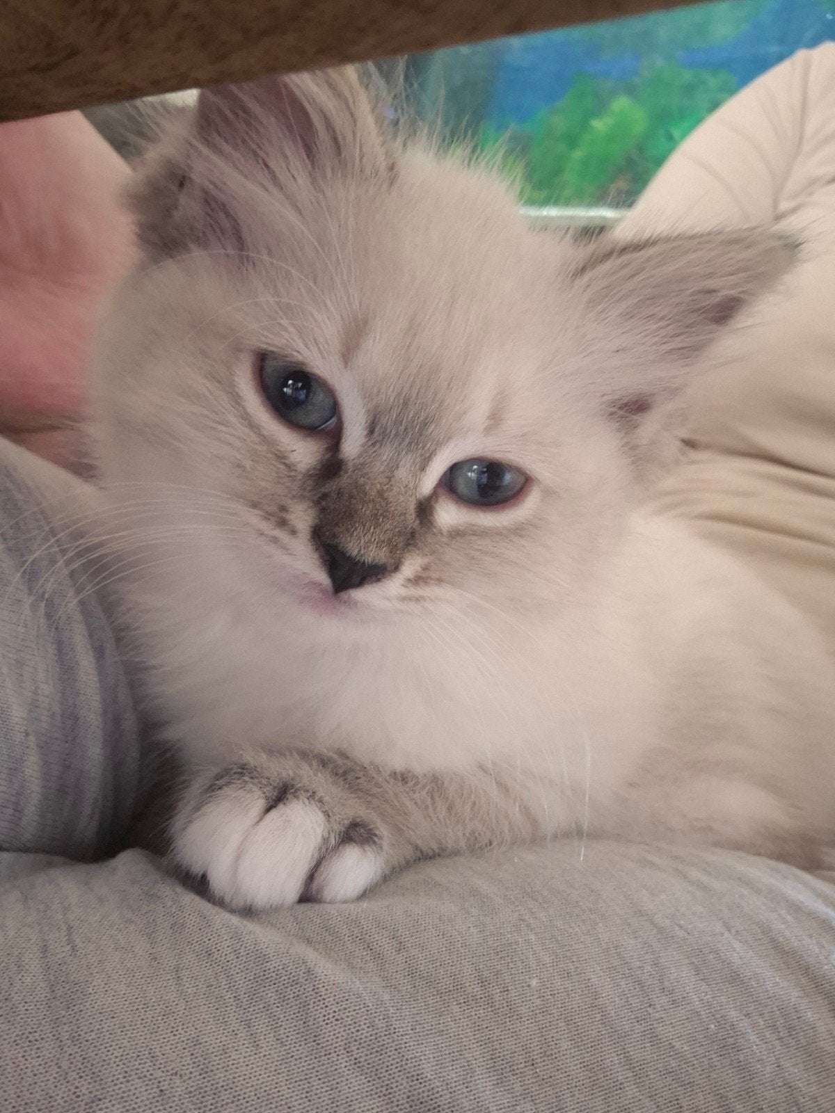Nog 1 super lief en mooi ragdoll kitten poesje beschikbaar, Meerdere dieren, Gechipt, 0 tot 2 jaar