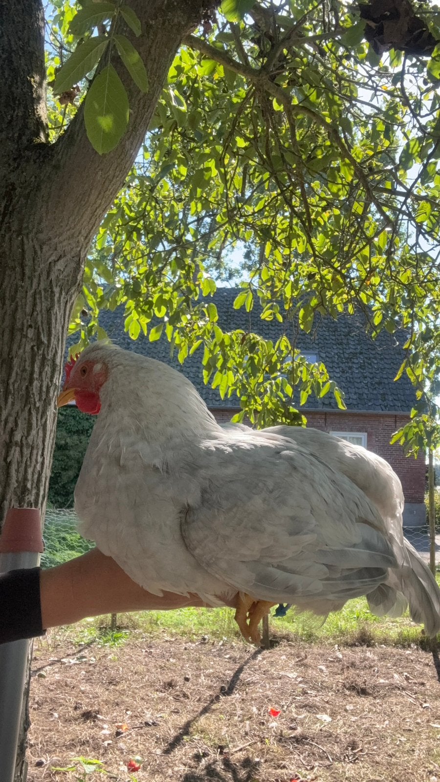 Prachtige araucana x opal haan, Mannelijk, Kip