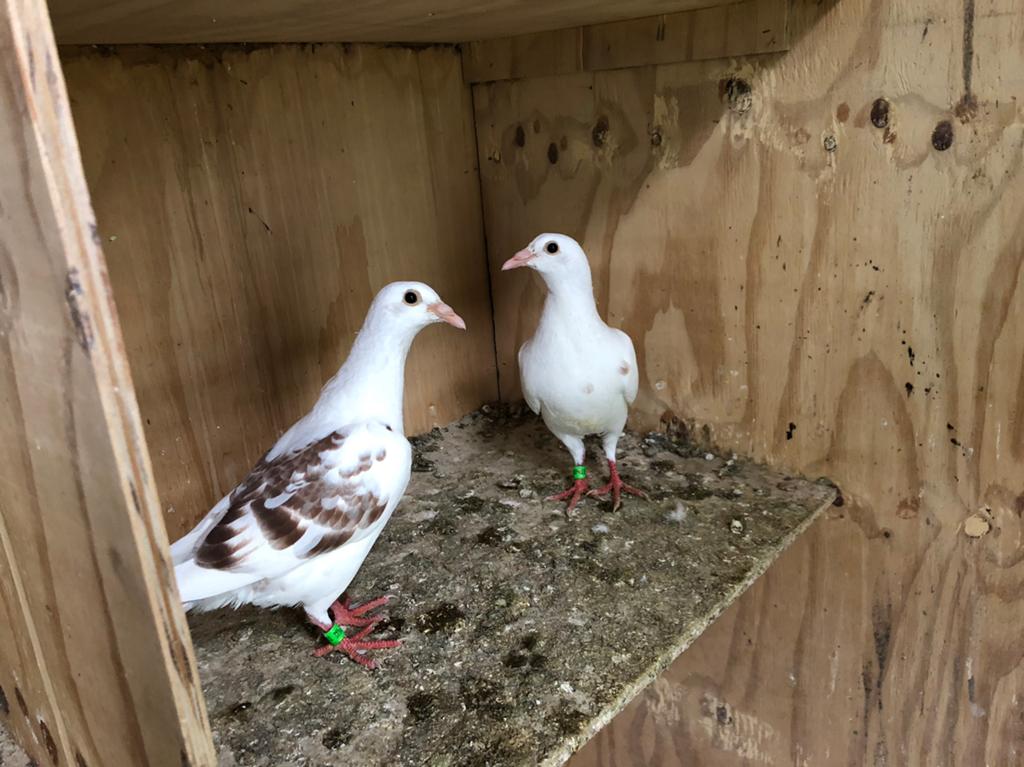 Jonge postduiven, Dieren en Toebehoren, Vogels | Duiven, Meerdere dieren, Postduif