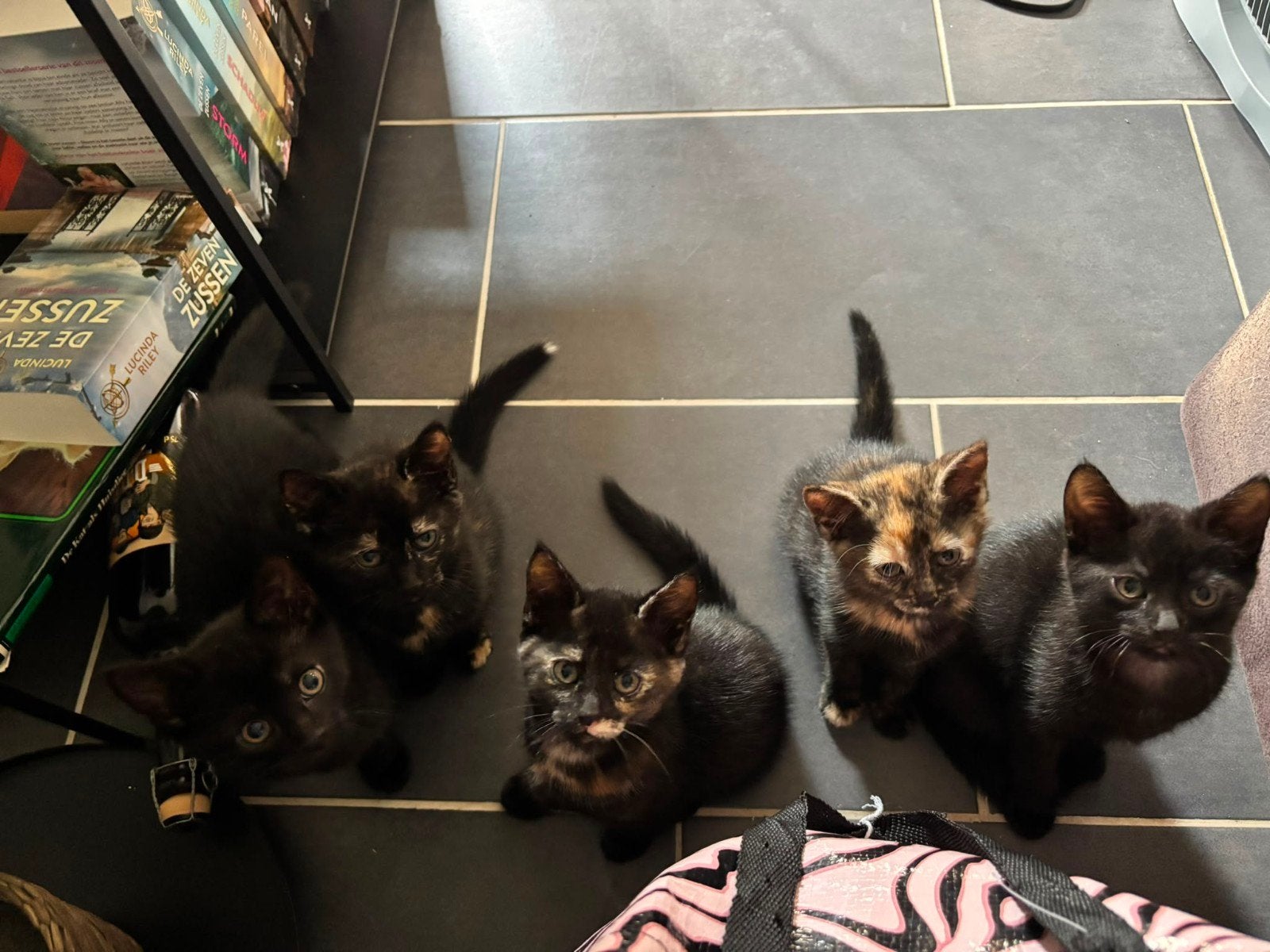 Kittens te koop