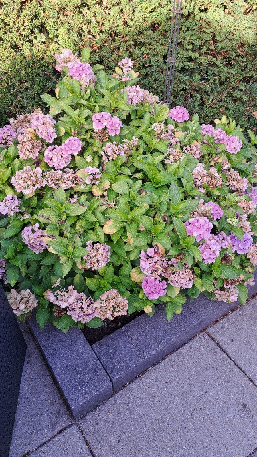Mooie lichtroze hortensia, Ophalen, Overige soorten, Halfschaduw