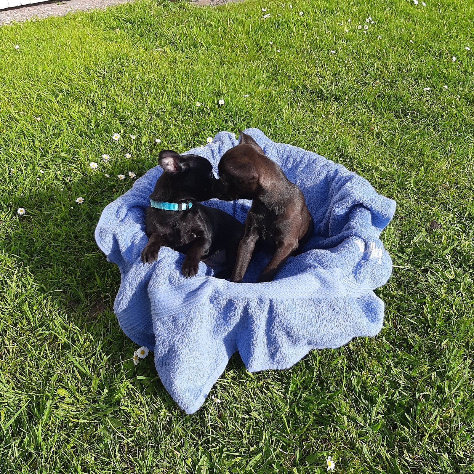 Chihuahua pups reutjes moet gezien worden,bezorgen mogelijk, Reu, Eén hond, Chihuahua, Nederland