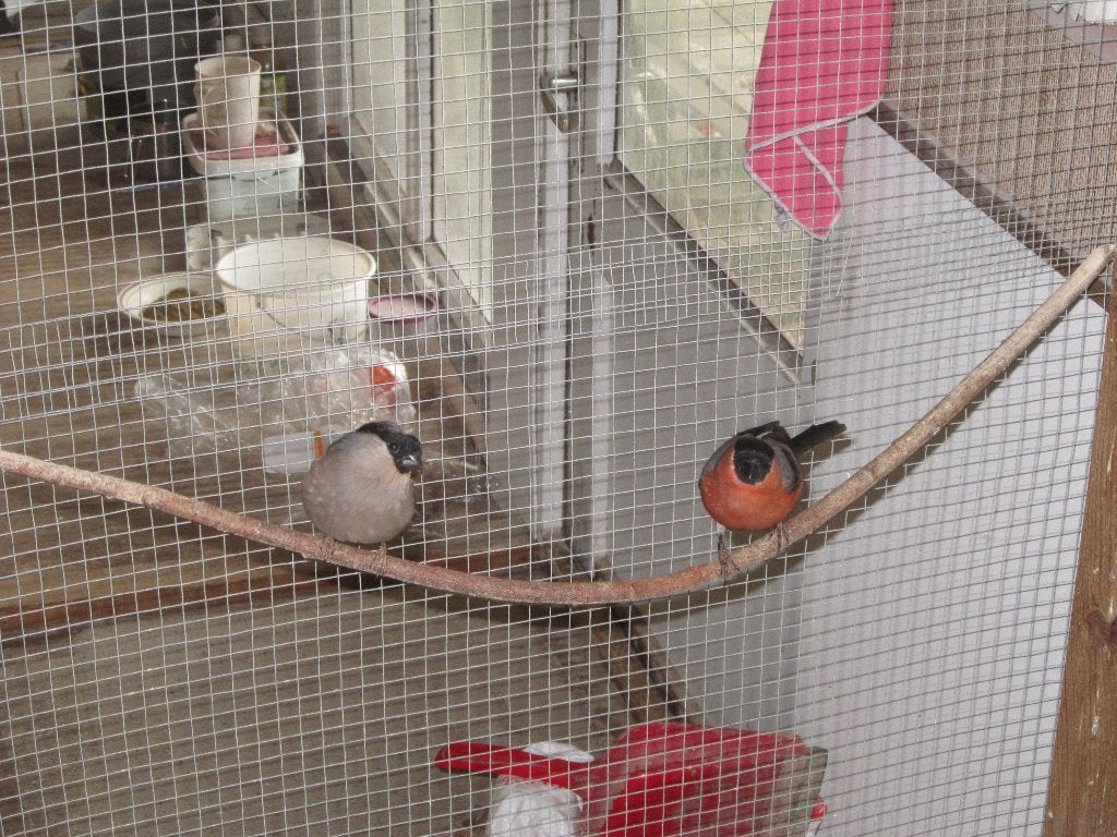 Koppel noorse goudvinken te koop, Meerdere dieren, Wildzangvogel, Geringd