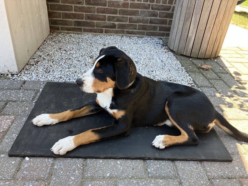 Rubber mat / Hondenmat - onverwoestbaar - diverse formaten, Ophalen of Verzenden, Info@noddevelt.nl, Zandstraat 37, 5258TW Berlicum