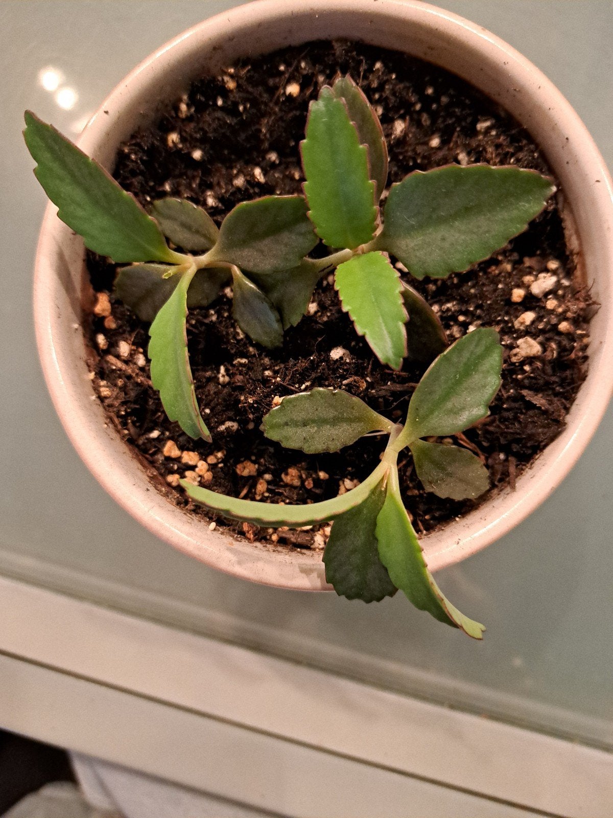 Kalanchoë Daigremontiana (Moeder van Duizenden), Ophalen, Halfschaduw, Minder dan 100 cm
