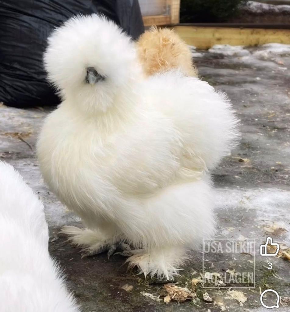 Toom van 25 zijdehoenders USA SILKIE aangeboden!, Dieren en Toebehoren, Pluimvee, Meerdere dieren, Kip