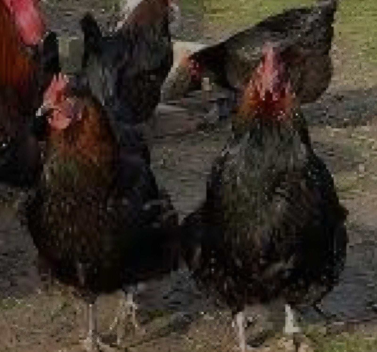te koop 3 grote marans hennen, Dieren en Toebehoren