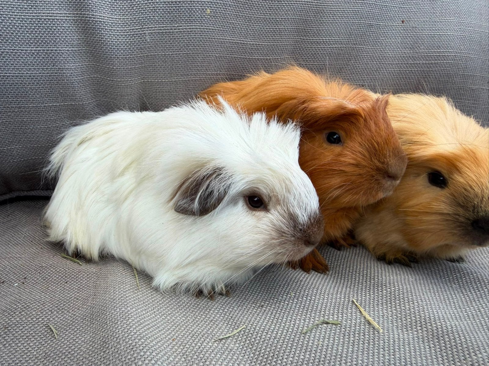 Foto 4 van Jonge langharige cavia’s Sheltie Coronet Tessel Merino