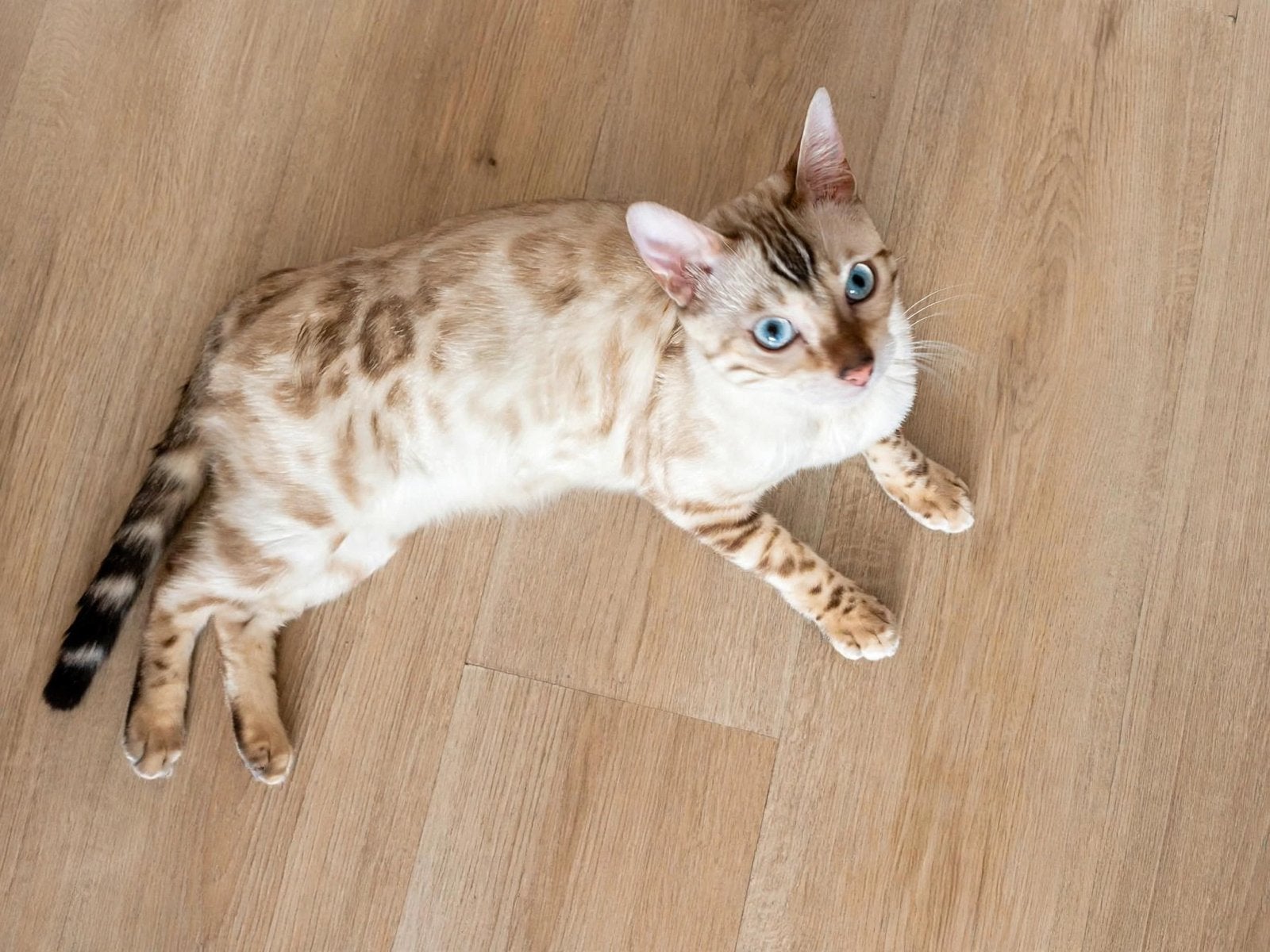 Seal Mink Snow Bengaal jonge kater kitten, Dieren en Toebehoren, Kater, Gechipt, 0 tot 2 jaar