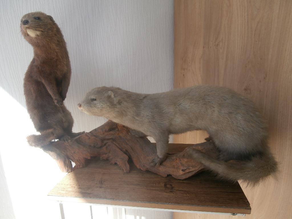 Opgezette Nerts met Otter, Wezel?, Ophalen of Verzenden, Overige soorten, Opgezet dier