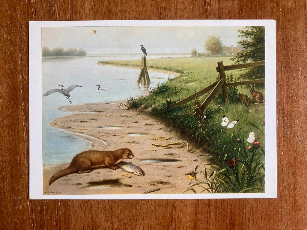 M.A. Koekkoek - Aan de Rivier - Dieren in hun omgeving, Verzamelen, Ophalen of Verzenden, 1960 tot 1980, Ongelopen, Natuur