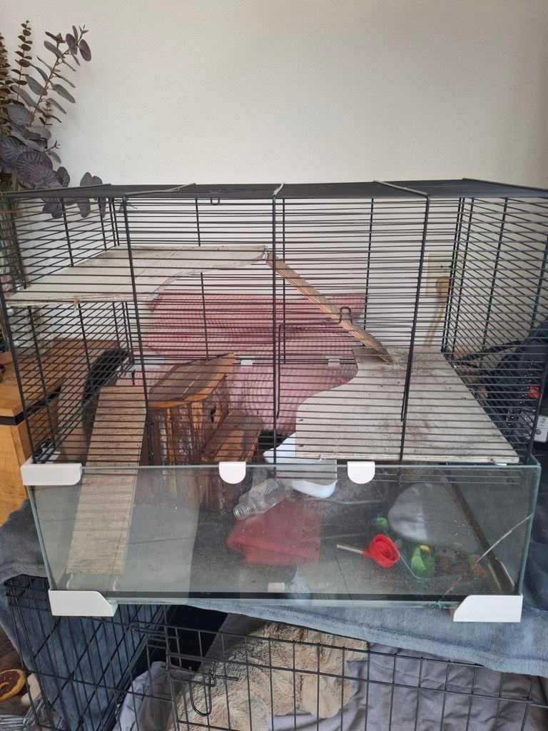 gerbilkooi gerbil woestijnrat verblijf, Ophalen, Hok, Minder dan 60 cm