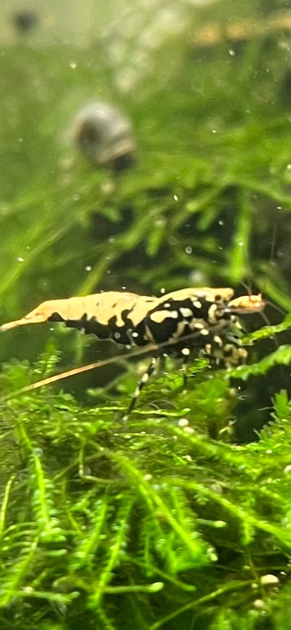 Galaxy garnalen, Dieren en Toebehoren, Kreeft, Krab of Garnaal