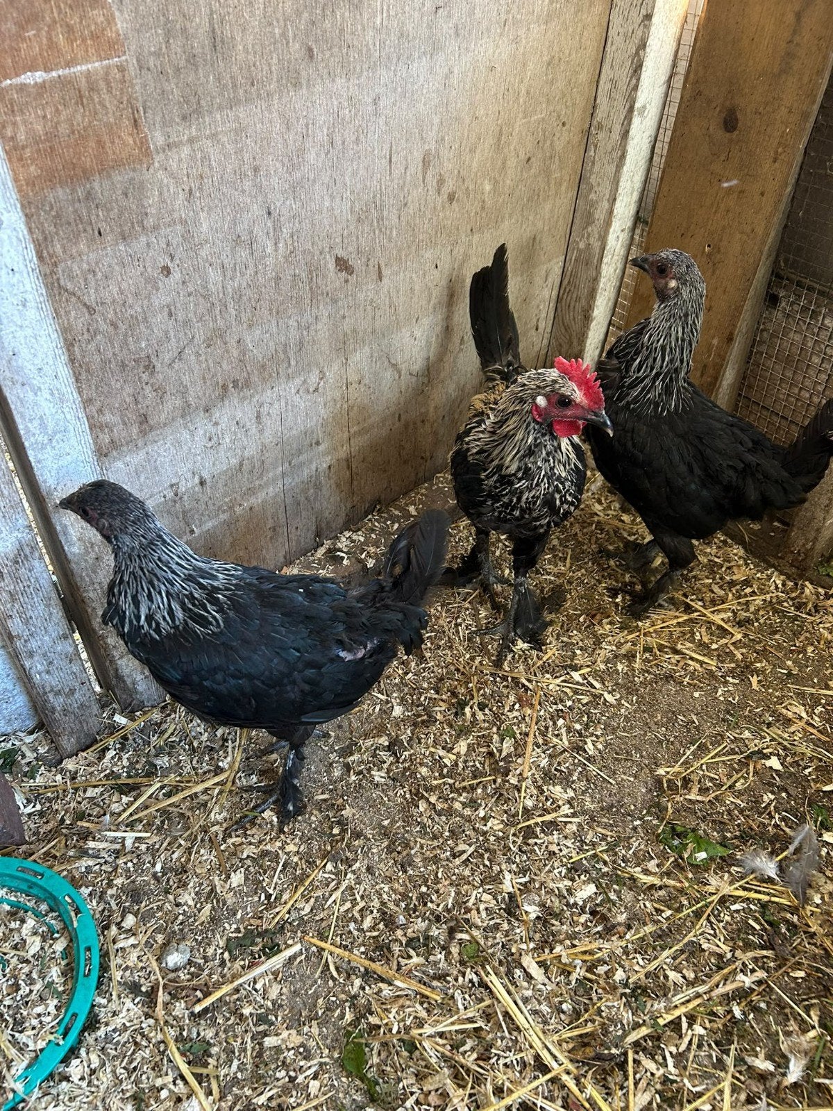 2 Marans Krielkippen + haantje, Dieren en Toebehoren