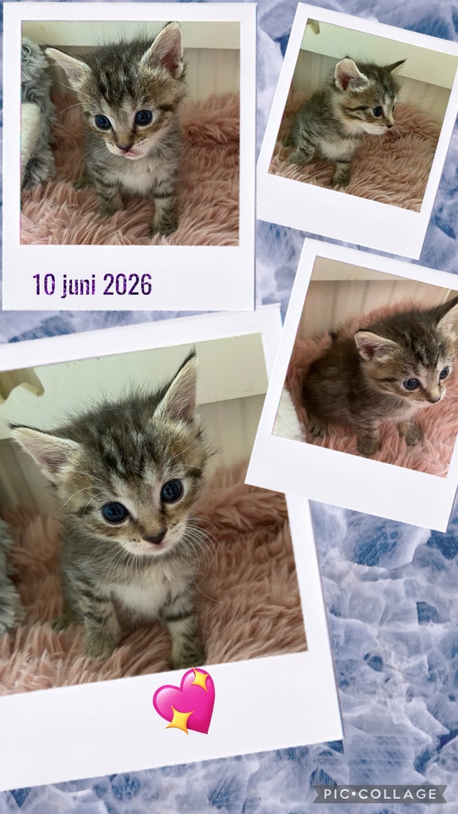 Prachtige Maine Coon  X Perzische kittens, Dieren en Toebehoren, Katten en Kittens | Raskatten | Langhaar, Meerdere dieren, Ontwormd