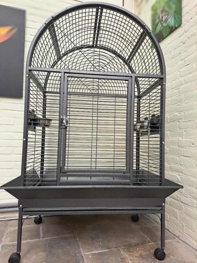 Prachtige kamervoliere voor (dwerg)papegaai of grote parkiet, Mannelijk, Papegaai