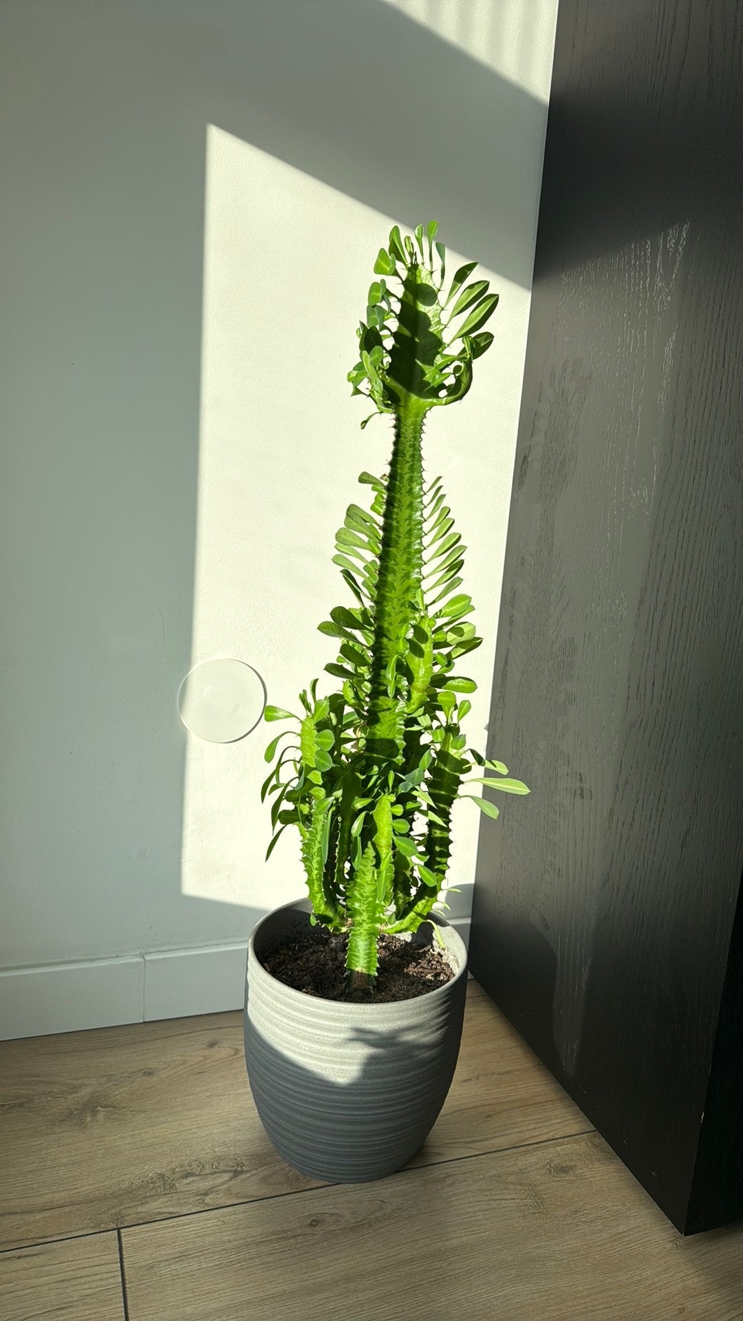 Prachtige  Euphorbia plant, Tuin en Terras, Ophalen, Bloeit niet, Overige soorten, Halfschaduw
