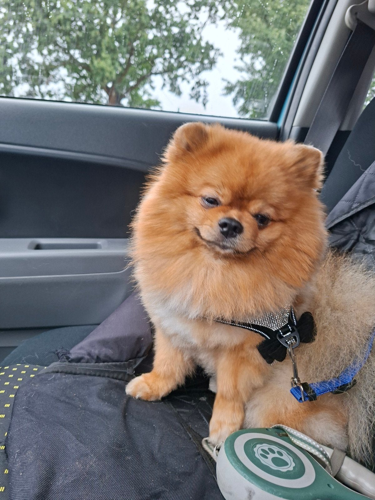 pomeriaan, Reu, CDV (hondenziekte), Eén hond, 3 tot 5 jaar