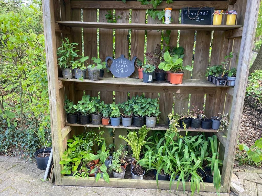 Varens en andere buiten  planten., Ophalen of Verzenden, Bloeit niet, Varens, Halfschaduw