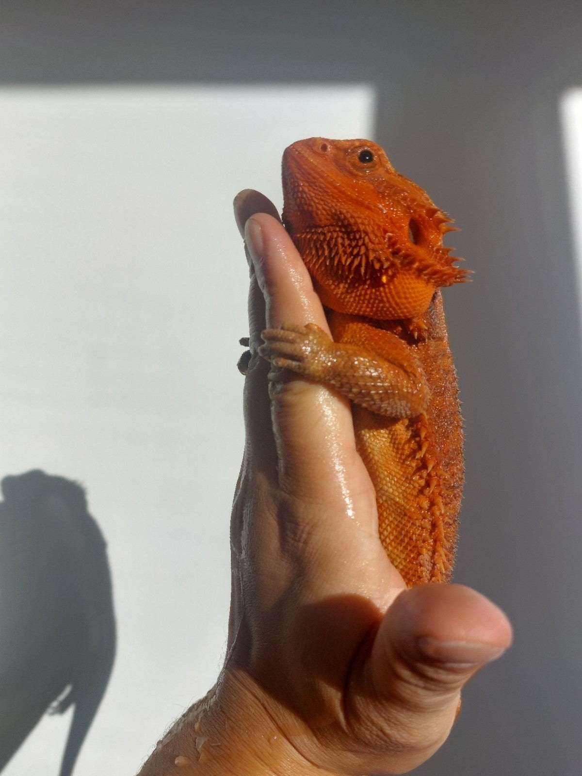 Red Hypo Trans  VROUW 1 jaar oud, Dieren en Toebehoren, Reptielen en Amfibieën, Slang, 3 tot 6 jaar