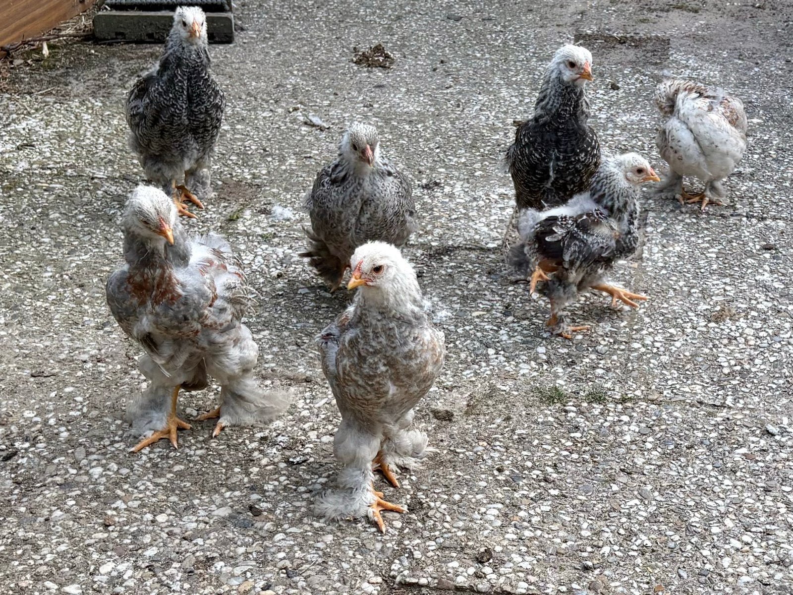 Jonge Brahma’s 8st, Dieren en Toebehoren, Geslacht onbekend, Kip