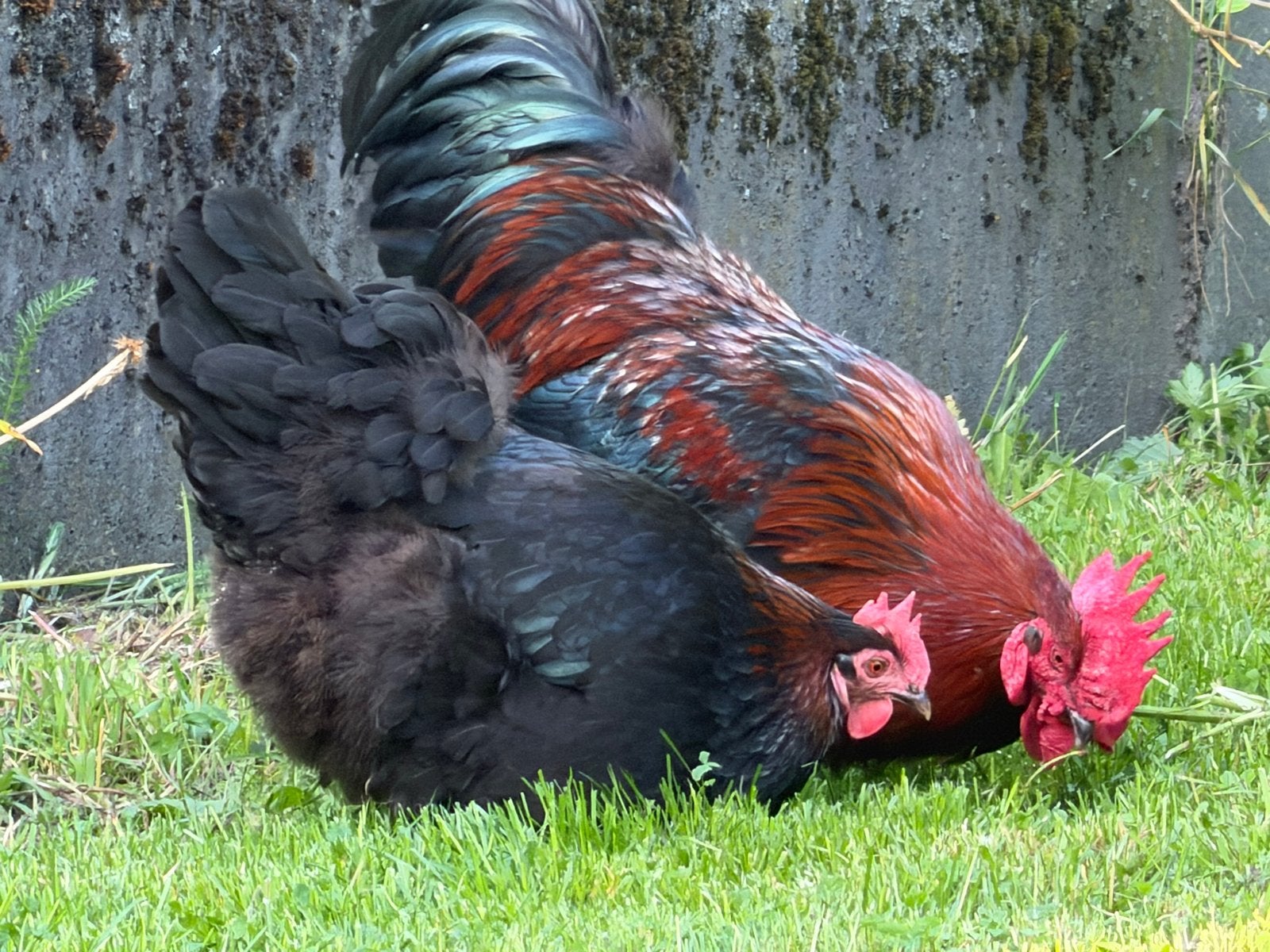 Marans haan en 2 hennen, Dieren en Toebehoren, Pluimvee, Meerdere dieren, Kip